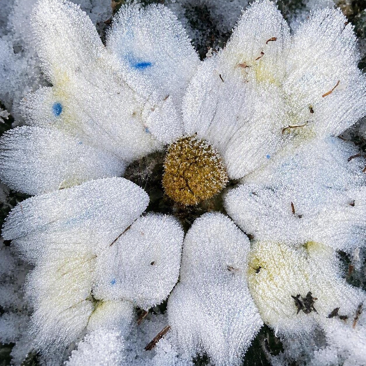 Frost's Heart - pour painting by Chris Broussard